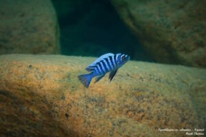 Cynotilapia zebroides 'Ngwasi'